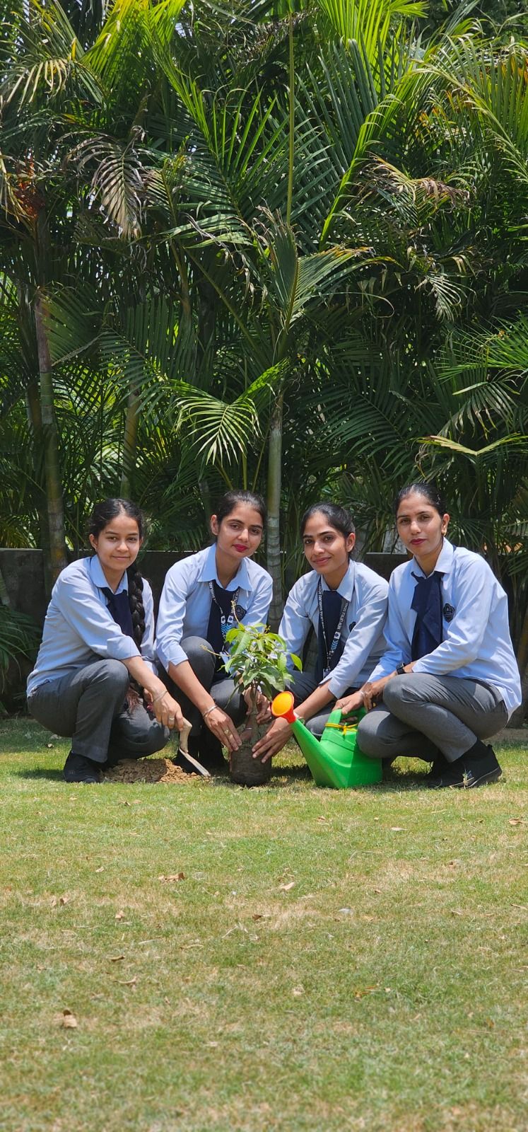 Tree Plantation